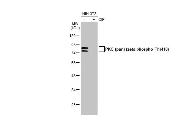 pan PKC [p Thr410] Antibody (HL1278) - Azide and BSA Free