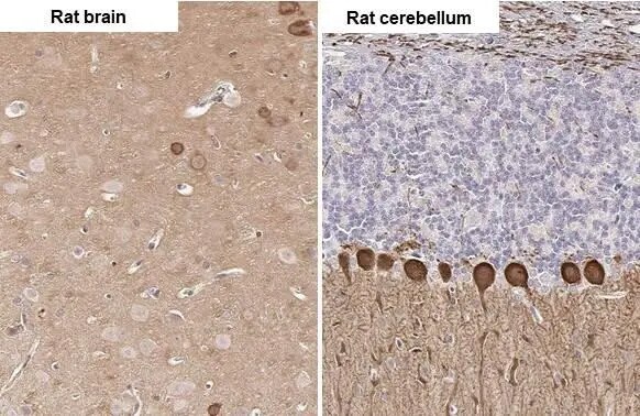 PKC gamma Antibody (HL2226) - Azide and BSA Free