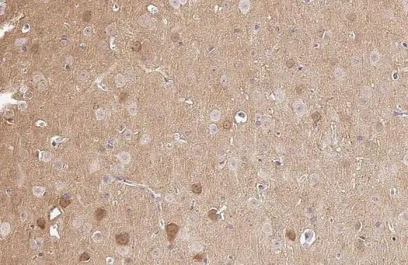 PKC gamma Antibody (HL2226) - Azide and BSA Free