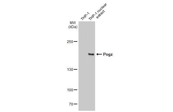 POGZ Antibody (HL1898) - Azide and BSA Free