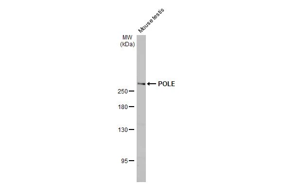 DNA Polymerase epsilon catalytic subunit A Antibody (HL2150) - Azide and BSA Free