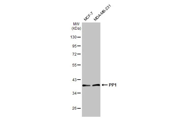 PP1 Antibody (HL1677) - Azide and BSA Free