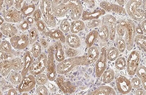 PP2A alpha Antibody (HL1447) - Azide and BSA Free