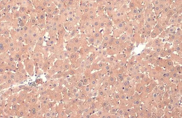 PP2A alpha Antibody (HL1447) - Azide and BSA Free
