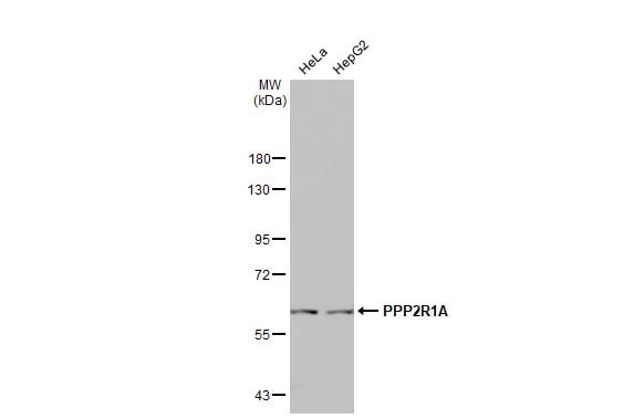 PPP2R1A Antibody (HL1781) - Azide and BSA Free