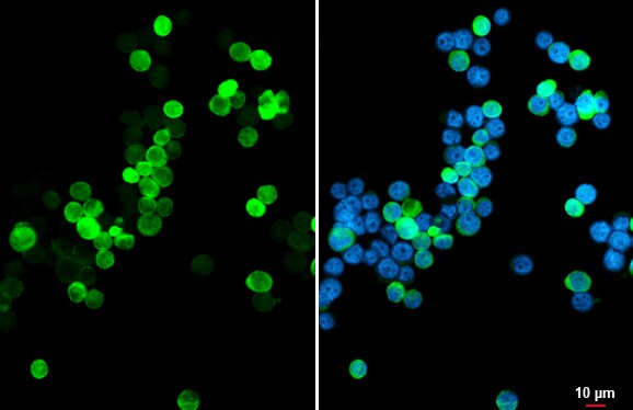 MBP-1 Antibody (HL2547) - Azide and BSA Free