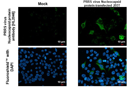PRRSV Nucleocapsid Antibody (HL2046) - Azide and BSA Free
