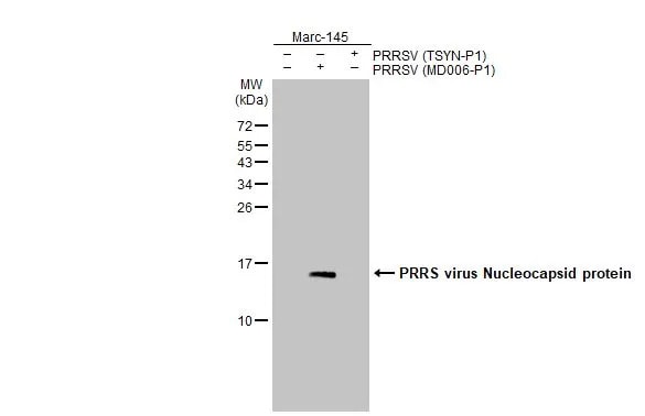 PRRSV Nucleocapsid Antibody (HL2046) - Azide and BSA Free