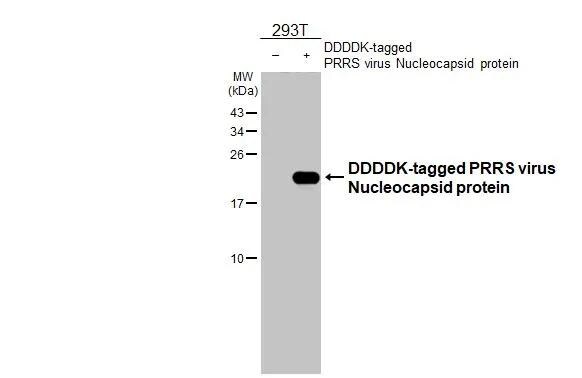 PRRSV Nucleocapsid Antibody (HL2046) - Azide and BSA Free