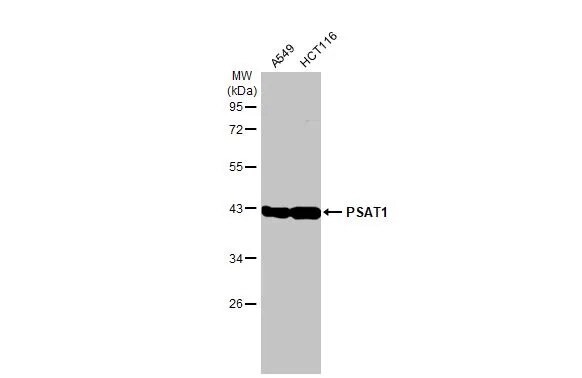 PSAT1 Antibody (HL2270) - Azide and BSA Free