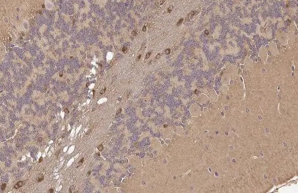 PSAT1 Antibody (HL2270) - Azide and BSA Free