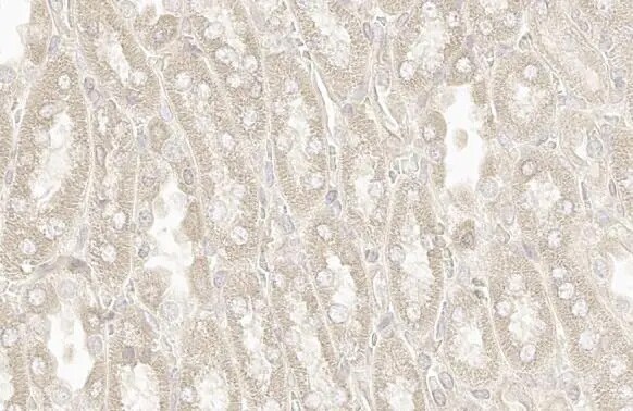 Rab5a Antibody (HL1497) - Azide and BSA Free