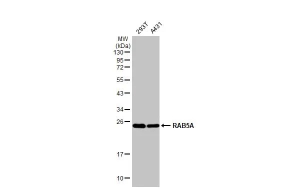 Rab5a Antibody (HL1497) - Azide and BSA Free