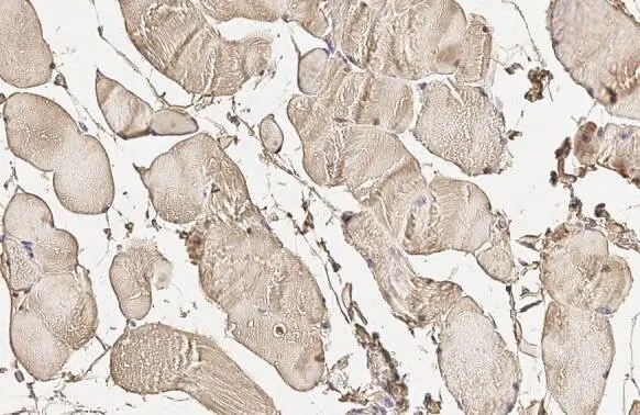 Rab5a Antibody (HL1497) - Azide and BSA Free