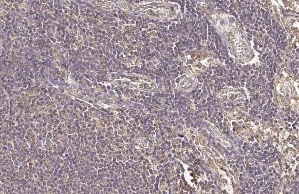 Rab5a Antibody (HL1497) - Azide and BSA Free