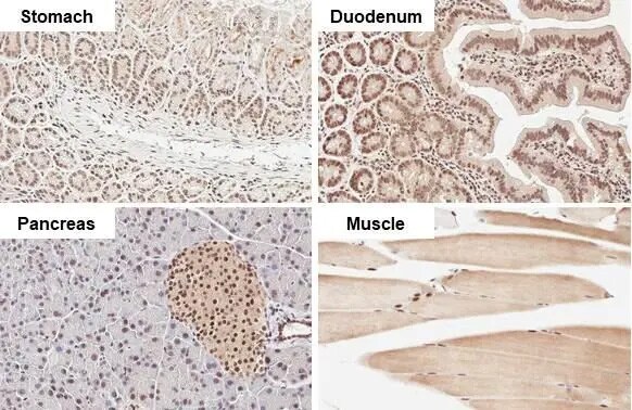 Rad21 Antibody (HL2171) - Azide and BSA Free
