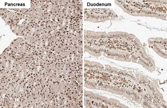 Rad21 Antibody (HL2171) - Azide and BSA Free