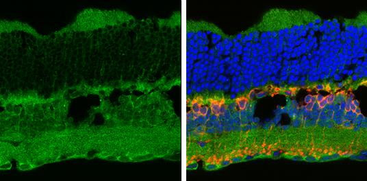 P2X7/P2RX7 Antibody - BSA Free
