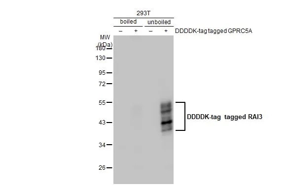 GPRC5A/RAI3 Antibody (HL1864) - Azide and BSA Free