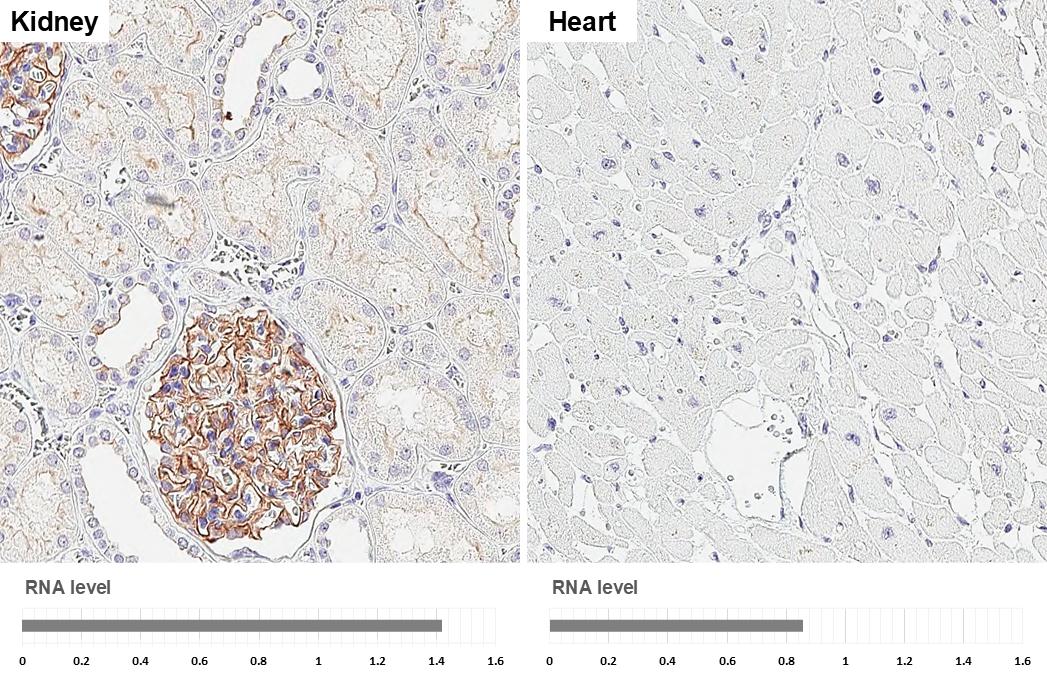 GPRC5A/RAI3 Antibody (HL1864) - Azide and BSA Free