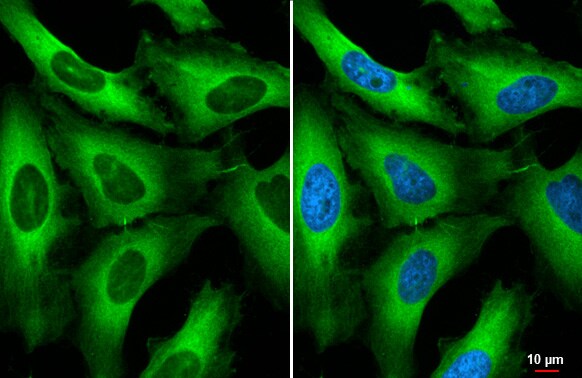 RanBP1 Antibody (HL2358) - Azide and BSA Free