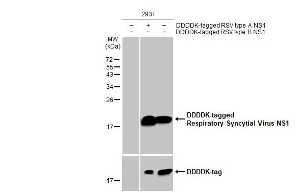 Respiratory Syncytial Virus NS1 Antibody (HL2383) - Azide and BSA Free