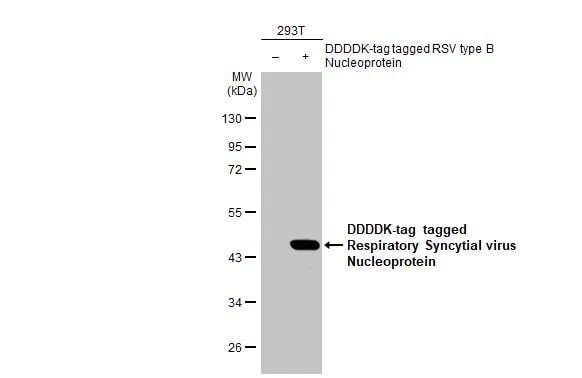 Respiratory Syncytial Virus Nucleoprotein Antibody (HL1245) - Azide and BSA Free