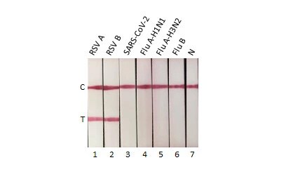 Respiratory Syncytial Virus Nucleoprotein Antibody (HL1246) - Azide and BSA Free