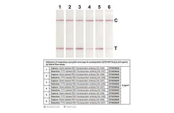 Respiratory Syncytial Virus Nucleoprotein Antibody (HL1247) - Azide and BSA Free