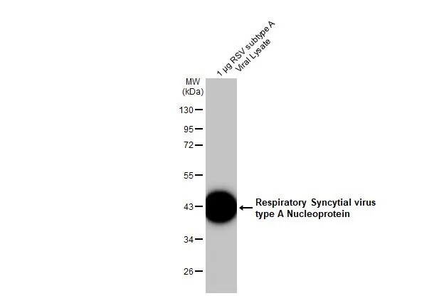 Respiratory Syncytial Virus Nucleoprotein Antibody (HL1297) - Azide and BSA Free