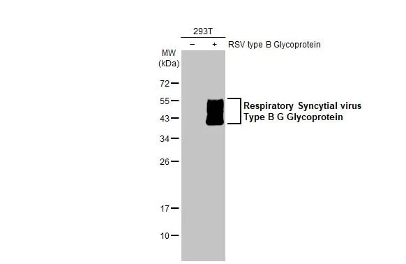 Respiratory Syncytial Virus Glycoprotein G Antibody (HL1733) - Azide and BSA Free