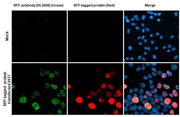 RFP Antibody (HL2028) - Azide and BSA Free