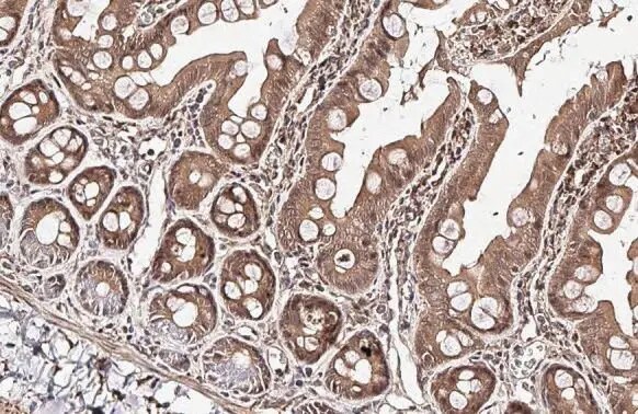 RGS4 Antibody (HL1522) - Azide and BSA Free