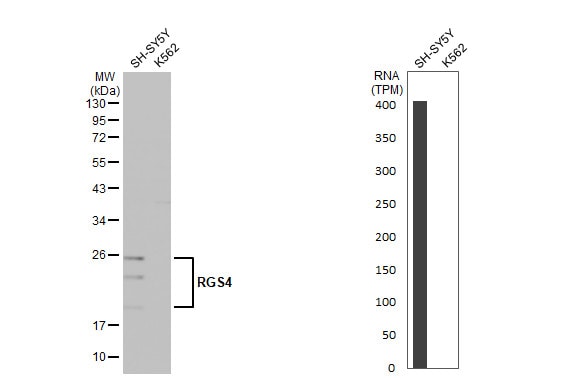 RGS4 Antibody (HL1522) - Azide and BSA Free