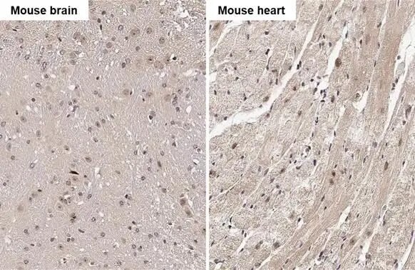 RGS4 Antibody (HL1522) - Azide and BSA Free