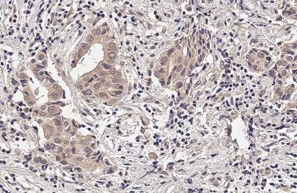 RNase H1 Antibody (HL2343) - Azide and BSA Free
