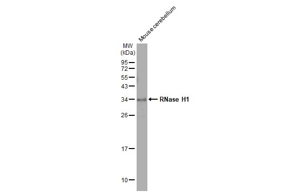 RNase H1 Antibody (HL2343) - Azide and BSA Free