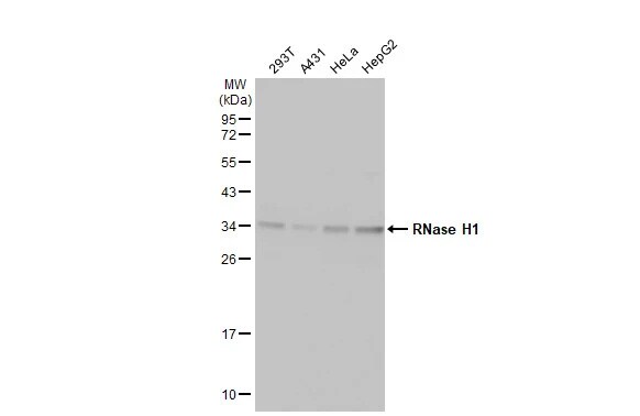 RNase H1 Antibody (HL2343) - Azide and BSA Free