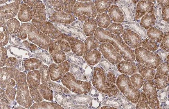 RNase L Antibody (HL2340) - Azide and BSA Free