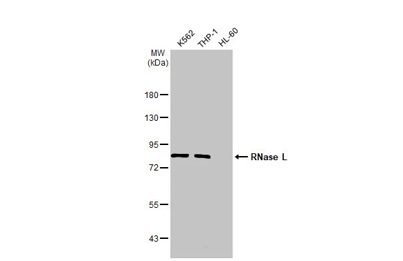 RNase L Antibody (HL2341) - Azide and BSA Free