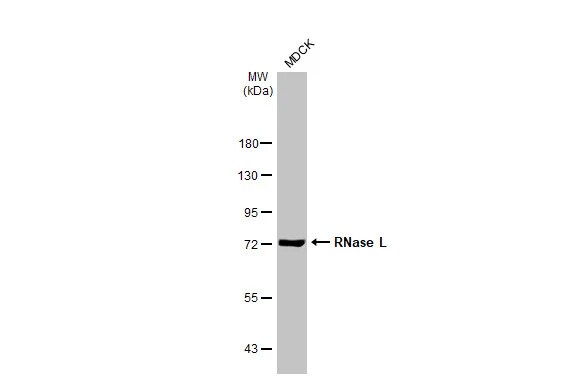 RNase L Antibody (HL2341) - Azide and BSA Free