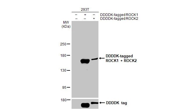 ROCK1/2 Antibody (HL1632) - Azide and BSA Free