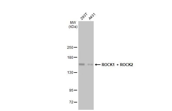 ROCK1/2 Antibody (HL1632) - Azide and BSA Free
