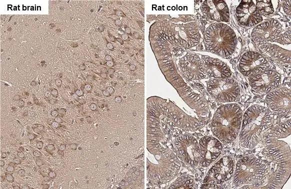 ROCK1/2 Antibody (HL1632) - Azide and BSA Free