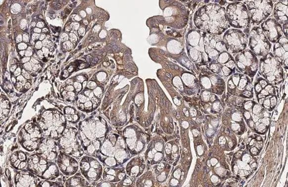 ROCK1/2 Antibody (HL1632) - Azide and BSA Free