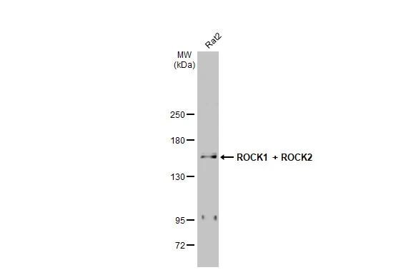 ROCK1/2 Antibody (HL1632) - Azide and BSA Free