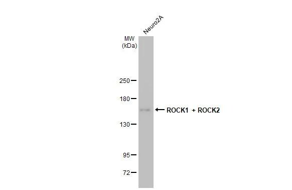 ROCK1/2 Antibody (HL1632) - Azide and BSA Free