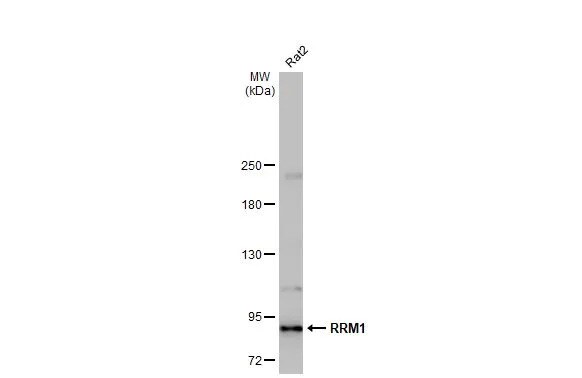 RRM1 Antibody (HL1231) - Azide and BSA Free