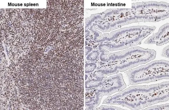 RUNX1/CBFA2 Antibody (HL2211) - Azide and BSA Free
