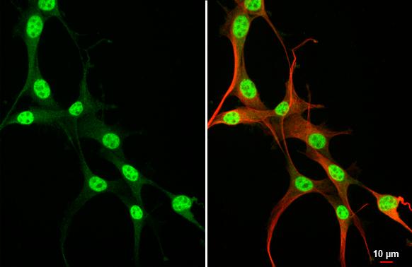 RUNX1/CBFA2 Antibody (HL2211) - Azide and BSA Free
